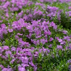 Purple Beauty Creeping Phlox -Daily Garden Joy Shop purple beauty creeping phlox groundcover 1