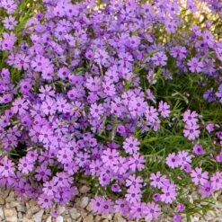 Purple Beauty Creeping Phlox -Daily Garden Joy Shop purple beauty creeping phlox rock garden