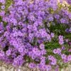 Purple Beauty Creeping Phlox -Daily Garden Joy Shop purple beauty creeping phlox rock garden 1