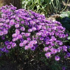 Purple Dome New England Aster -Daily Garden Joy Shop purple dome ne aster 3