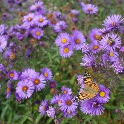 Purple Dome New England Aster -Daily Garden Joy Shop purple dome ne aster 4