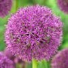 Purple Suze Allium -Daily Garden Joy Shop purple suze allium fall flower bulb