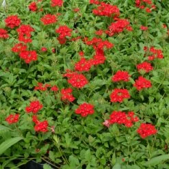 Red Devil Perennial Verbena -Daily Garden Joy Shop red devils perennials verbena 2