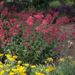 Red Valerian (Centranthus) -Daily Garden Joy Shop red valerian 1