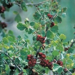 Three-Leaf Sumac (Rhus) -Daily Garden Joy Shop rhus trilobata 1 1