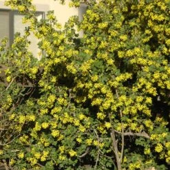 Crandall's Clove Scented Currant (Ribes) -Daily Garden Joy Shop ribes odoratum crandali close up of flwr