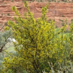 Crandall's Clove Scented Currant (Ribes) -Daily Garden Joy Shop ribes odoratum crandall mature