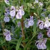 Alcalde Cold Hardy Rosemary -Daily Garden Joy Shop rosmarinus officinalis alcalde cold hardy close up web
