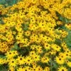 Goldsturm Black Eyed Susan -Daily Garden Joy Shop rudbeckia cropped