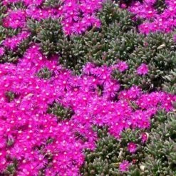 Creeping Shrubby Ice Plant (Ruschia) -Daily Garden Joy Shop ruschia pulvinaris 83750 2