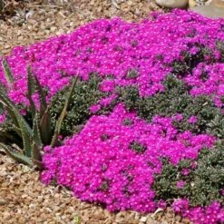 Creeping Shrubby Ice Plant (Ruschia) -Daily Garden Joy Shop ruschia pulvinaris 83750