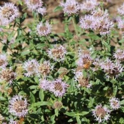 Russian River Coyote Mint (Monardella) -Daily Garden Joy Shop russian river coyote mint pollinator
