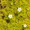 Scotch Moss (Sagina) -Daily Garden Joy Shop sagina subulata aurea 1