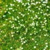 Green Irish Moss (Sagina) -Daily Garden Joy Shop sagina subulata irish moss 1