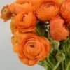 Salmon Ranunculus 1 Salmon Ranunculus -Daily Garden Joy Shop salmon tecolote ranuncuclus orange 1
