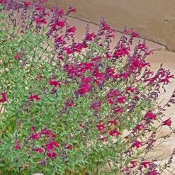 Burgundy Seduction Salvia -Daily Garden Joy Shop salvia burgundy seduction