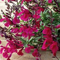 Burgundy Seduction Salvia -Daily Garden Joy Shop salvia burgundy seduction1