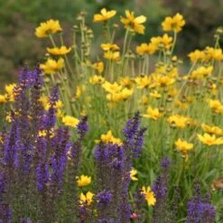 High Country Meadow Native Wildflower Seed Mix 9 High Country Meadow Native Wildflower Seed Mix -Daily Garden Joy Shop salvia coreopsis meadow