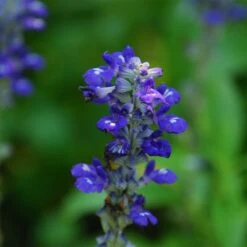 Texas Violet Salvia -Daily Garden Joy Shop salvia farinacea texas violet mealy sage