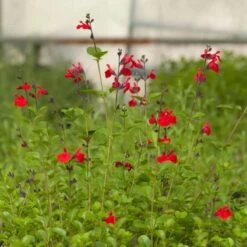 Furman's Red Texas Salvia -Daily Garden Joy Shop salvia furmans red garden flower