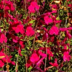 Furman's Red Texas Salvia -Daily Garden Joy Shop salvia greggii furmans red close up 1