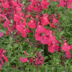 FlowerKisser® Coral-Pink Salvia -Daily Garden Joy Shop salvia greggii wwg3flowerkisser coral pink sage