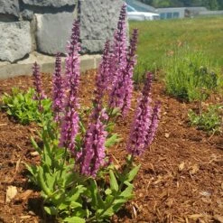 Lyrical™ Rose Salvia -Daily Garden Joy Shop salvia lyrical rose office garden