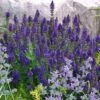 Marcus Dwarf Blue Salvia -Daily Garden Joy Shop salvia marcus emmis oure cropped