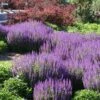 May Night Salvia 2 May Night Salvia -Daily Garden Joy Shop salvia nemerosa may night web 1