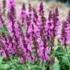 Rose Marvel Salvia -Daily Garden Joy Shop salvia nemorosa rose marvel salvia