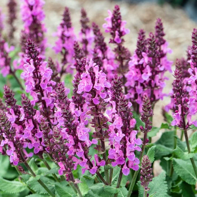 Rose Marvel Salvia 3 Rose Marvel Salvia