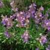 Dwarf Common Sage (Salvia)