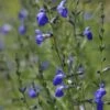 Autumn Sapphire™ Salvia -Daily Garden Joy Shop salvia reptans autumn sapphire brooke colburn cropped