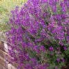 Ultra Violet Salvia 1 Ultra Violet Salvia -Daily Garden Joy Shop salvia ultra violet over wall purple 1