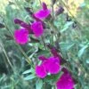 FlowerKisser® Royal Rose Salvia -Daily Garden Joy Shop salvia x wwg04 flowerkisser royal rose sage pink blooms