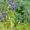 Deep Blue Arizona Salvia -Daily Garden Joy Shop salvia arizonica deep blue 2 web