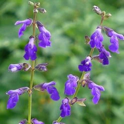 Deep Blue Arizona Salvia -Daily Garden Joy Shop salvia arizonica deep blue web