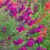 Burgundy Seduction Salvia -Daily Garden Joy Shop salvia burgundy seduction cc cropped