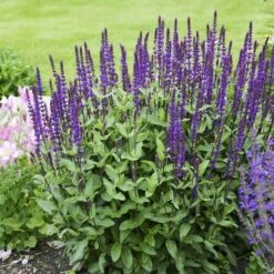 Caradonna Salvia 15 Caradonna Salvia -Daily Garden Joy Shop salvia caradonna walters gardens 3 cropped