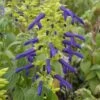 Limelight Mexican Salvia -Daily Garden Joy Shop salvia mexicana limelight web