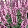 Lyrical™ Rose Salvia -Daily Garden Joy Shop salvia nemorosa balyricose