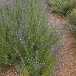 Autumn Sapphire™ Salvia -Daily Garden Joy Shop salvia reptans autumn sapphire brooke colburn 1 actually cropped