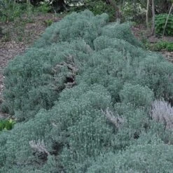 Gray Santolina -Daily Garden Joy Shop santolina chamaecyparissus gray santolina spring