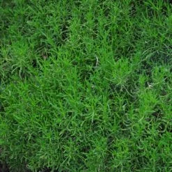 Green Santolina -Daily Garden Joy Shop santolina rosmarinifolia green santolina spring foliage