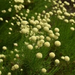 Green Santolina -Daily Garden Joy Shop santolina rosmarinifolia green santolina summer cream flowers