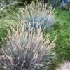 Boulder Blue Fescue Grass -Daily Garden Joy Shop saxon holt festuca boulder blue