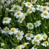 Blackfoot Daisy (Melampodium) -Daily Garden Joy Shop saxon holt melampodium leucanthemum