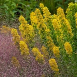 Golden Torch Goldenrod (Wichita Mountains Solidago) -Daily Garden Joy Shop saxon holt muhlenbergia reverchonii with solidago wichita mtns
