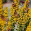 Golden Torch Goldenrod (Wichita Mountains Solidago) 2 Golden Torch Goldenrod (Wichita Mountains Solidago) -Daily Garden Joy Shop saxon holt painted lady with solidago wichita mountains
