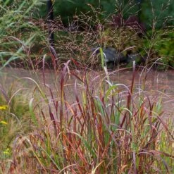 Shenandoah Switch Grass -Daily Garden Joy Shop saxon holt panicum shenandoah